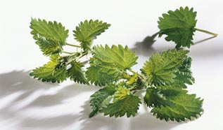 Kopřiva dvoudomá (Urtica dioica)