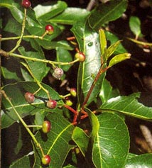 Slivoň africká (Pygeum Africanum)